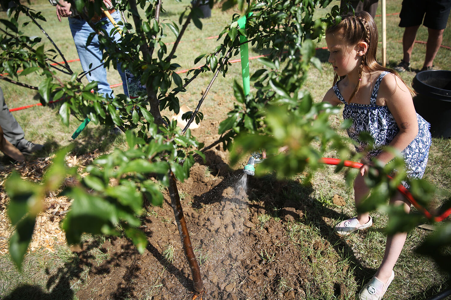 Lyvee Fox uses a hose to water one of the freshly planted trees
